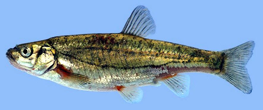 Achondrostoma salmantinum_05.jpg